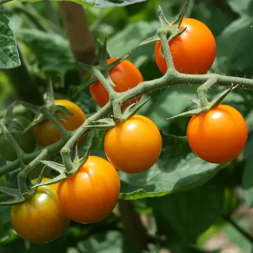 Solanum lycopersicum 'Sungold'