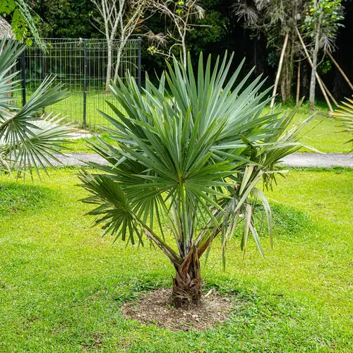 Palmeira-azul-mexicana