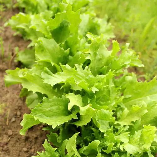 Cultivated endive