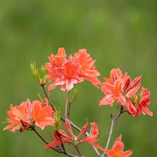 Rhododendron du japon