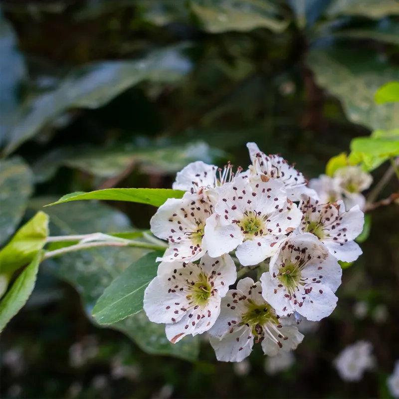 Extracto de flores de espino