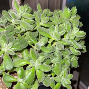 How to Grow and Care for Cat paw