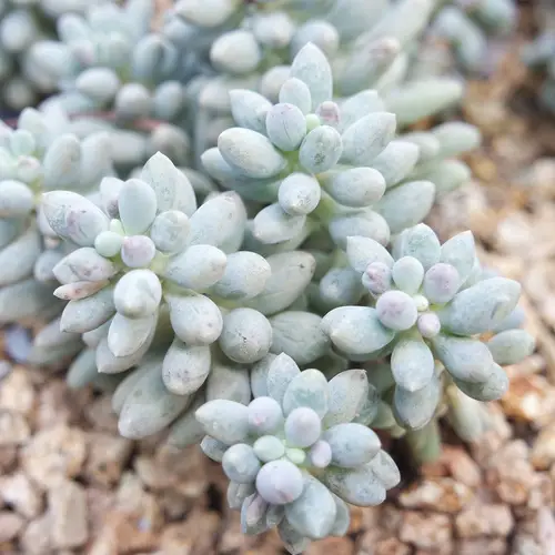Pachyphytum baby fingers