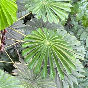 Aga umbrella tree (Musanga cecropioides) - PictureThis