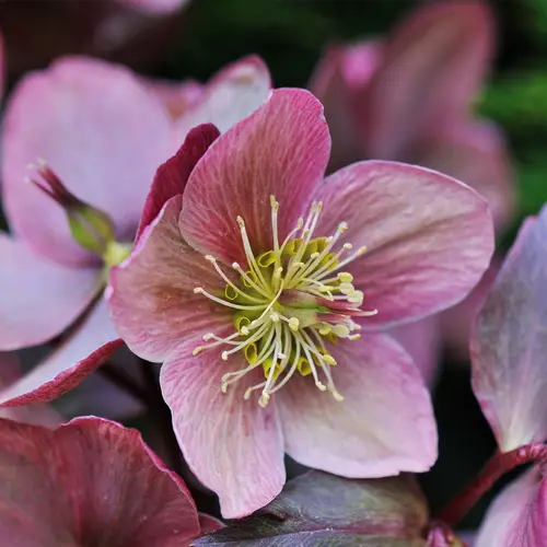 Hellebores 'Hgc Ice n' Roses Early Rose'