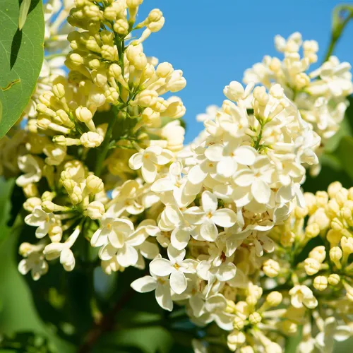 Primrose Yellow French Lilac Starter Plant - Syringa Vulgaris, Hardy Shrub (Zone 3-8)