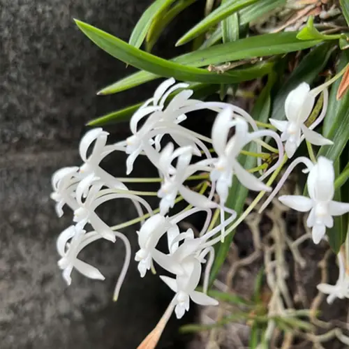 Orquídea del viento