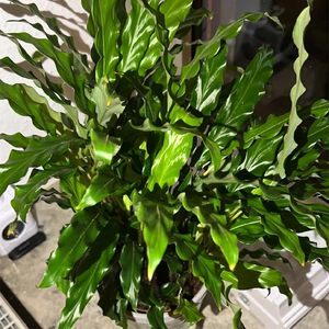 dracaena massangeana ikea Dracaena Corn Plant (Dracaena Fragrans 'Massangeana')  Yellow Stripe   Plant Club