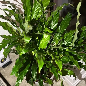 How to Grow and Care for Velvet calathea