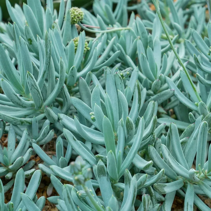 How to Use Blue chalkstick in Succulent Arrangements?