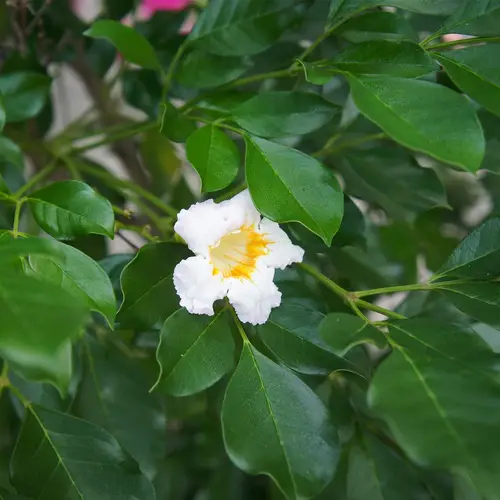 Golden jasmine tree