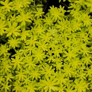 Japanese stonecrop (Sedum japonicum) - PictureThis