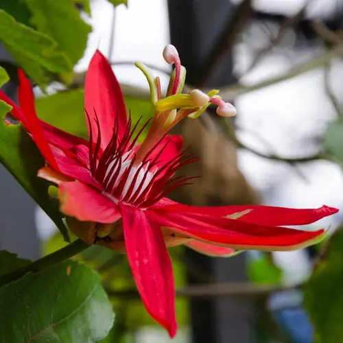 Perfumed passionflower
