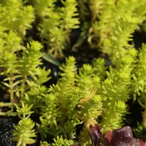 メキシコマンネングサ (Sedum mexicanum) - PictureThis