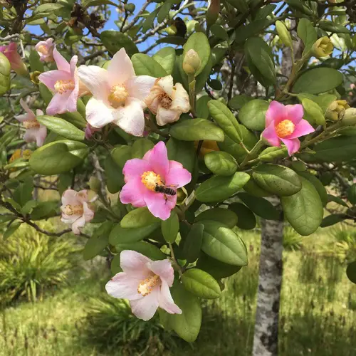 Norfolk island hibiscus