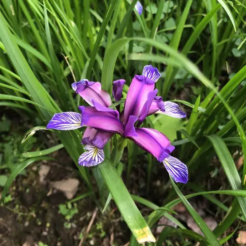 Iris à feuilles de graminées