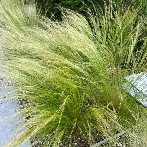 Lessing feather grass