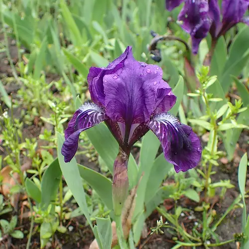 Iris sans feuilles