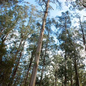 Eucalyptus regnans - PictureThis