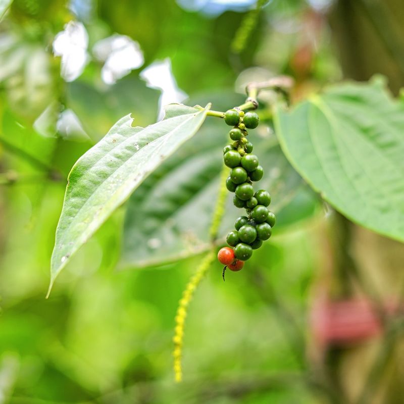 How to Fertilize Your Black pepper for Optimal Growth?