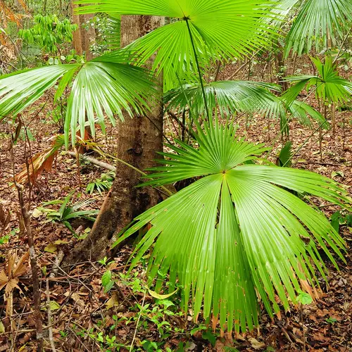 Round-leaf fountain palm