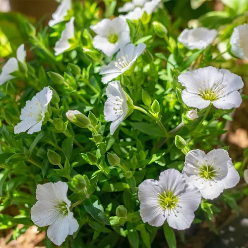 アレナリア・モンタナ (ケア, 特徴, 花, 画像)