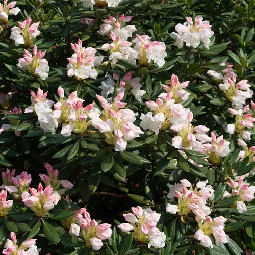 Rhododendron bunga emas palsu