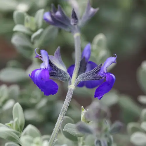 Salvia azul de méjico