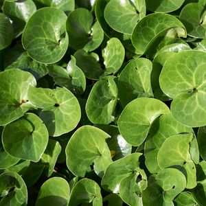 Ásaro (Asarum europaeum) - PictureThis