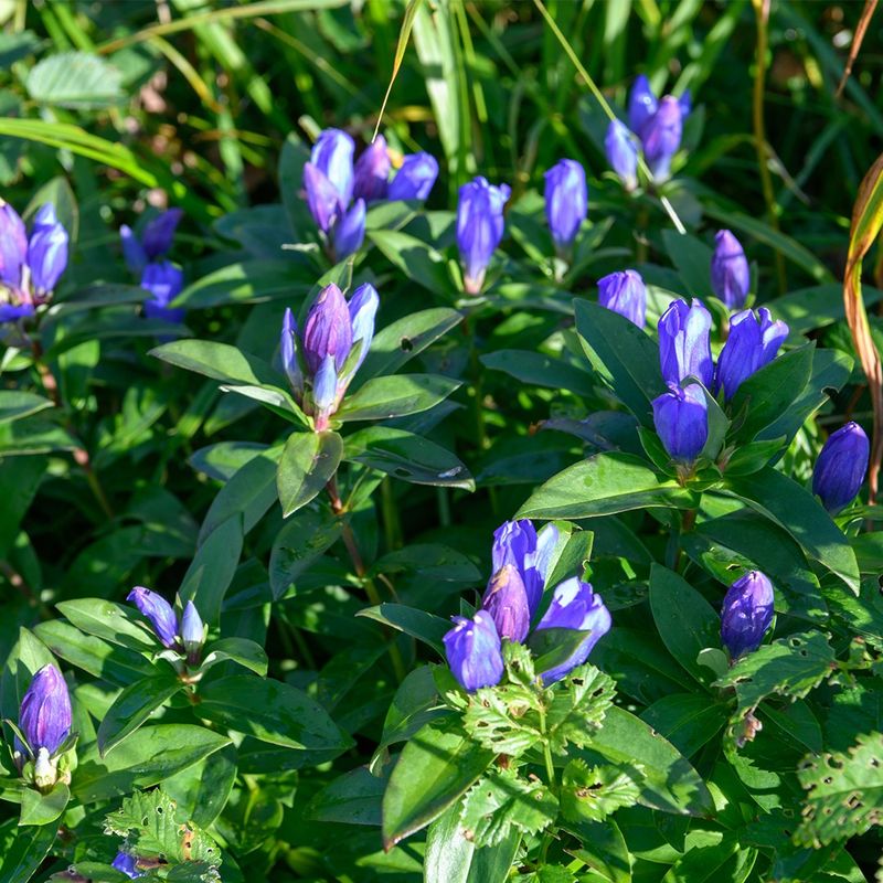 Why Won't My Threeflower gentian Bloom? Troubleshooting Flowering Issues