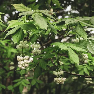 Where To Place Common bladdernut In Feng Shui? (Characteristics ...