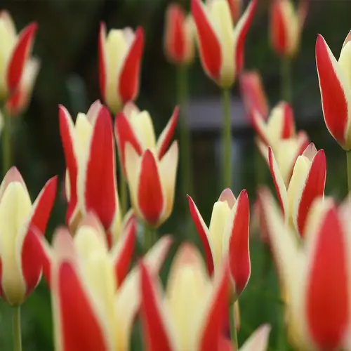 Tulipe de l'écluse