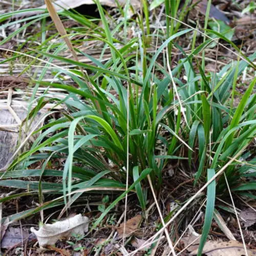 Bush rice grass (Ehrharta diplax) Flower, Leaf, Care, Uses - PictureThis