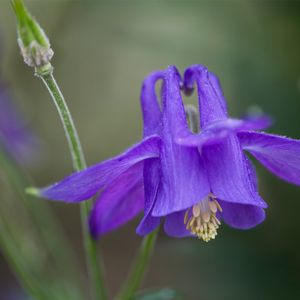 How to Grow and Care for Alpine columbine