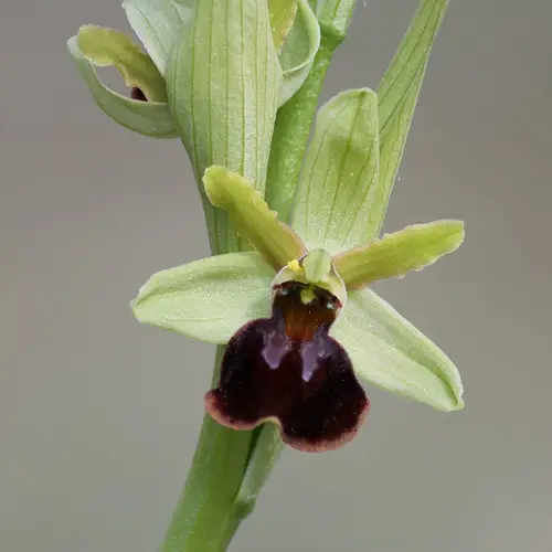 Early spider-orchid