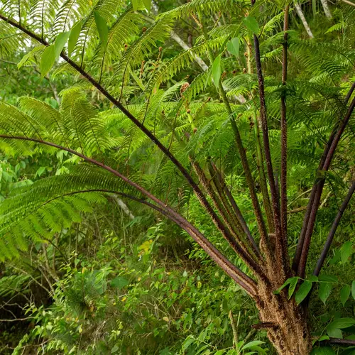 Australian tree fern