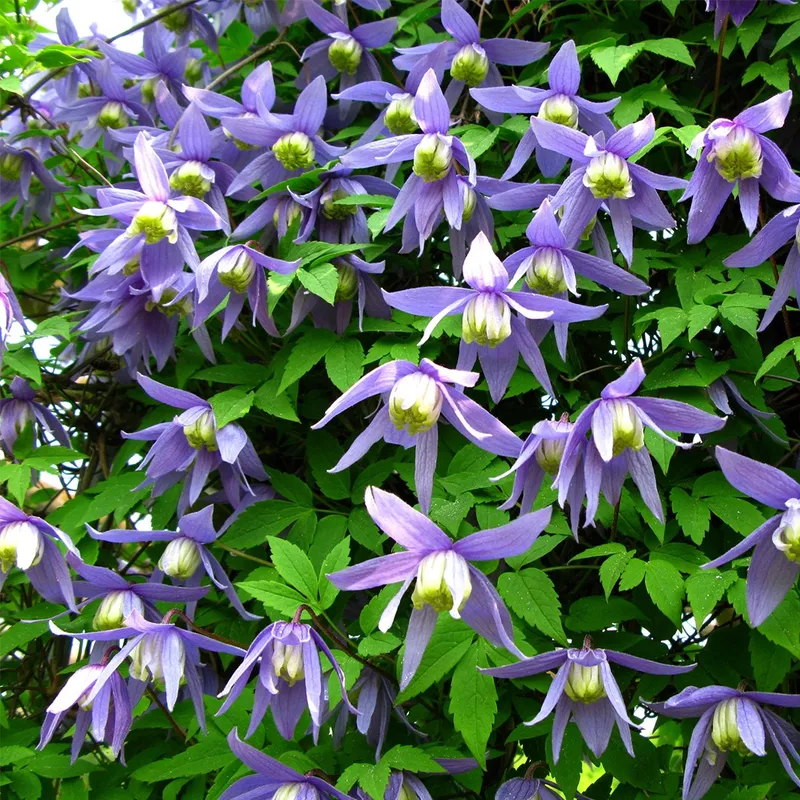 How Much Sunlight Does Alpine clematis Need?