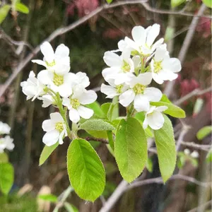 70 希少　山採り　ザイフリボク 1 希少 山採り ザイフリボク ザイフリボク（采振り木