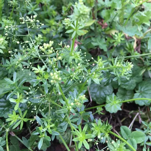 Great lady's bedstraw
