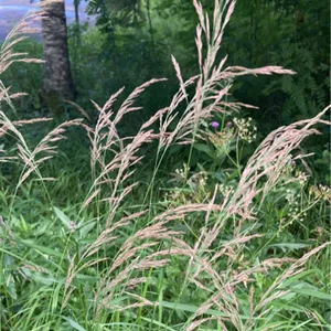 Purple Reeder How to Prune Purple small-reed