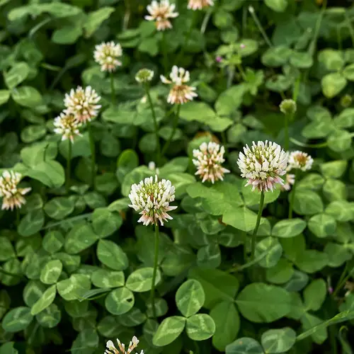 Trifolium repens var. repens 照顧，種植，繁殖，開花時間 - PictureThis