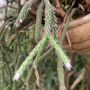 ripsalis/リプサリス リプサリス・ピロカルパ (Rhipsalis pilocarpa) - PictureThis