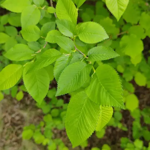 Small-leaved elm