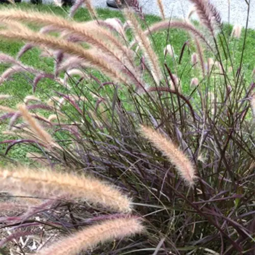 Hybrid Fountain Grass