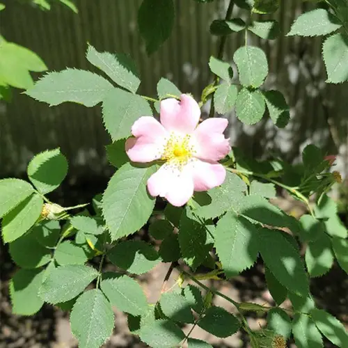 Rosa tometosa