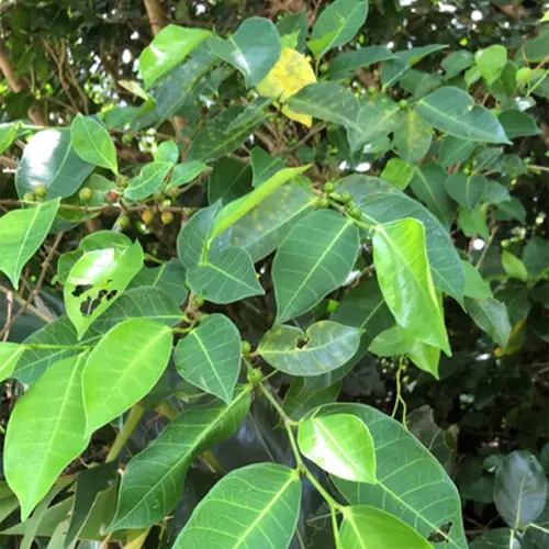 Ficus virgata