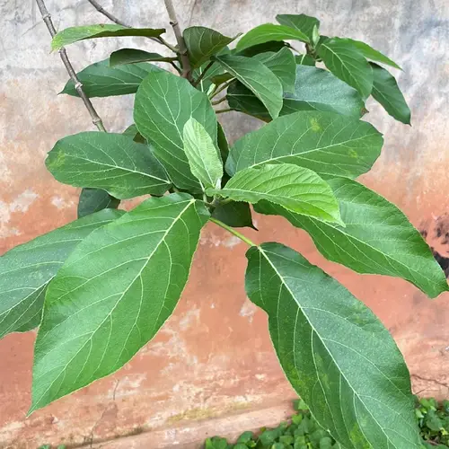 Opposite leaf fig