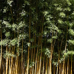 Phyllostachys sulphurea - PictureThis