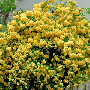 Rosa Banksiae Lutea Rampicante Gialla SENZA SPINE In Vaso 18/20 Cm, Crescita Veloce E Profumo Leggero