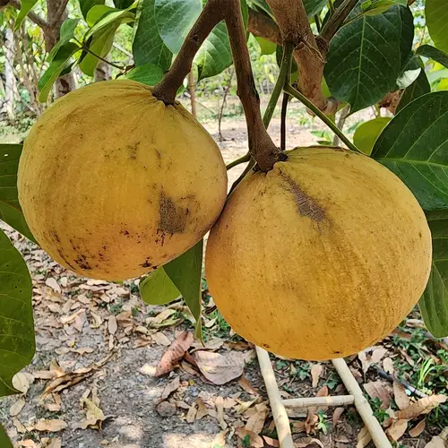 Faux mangoustan